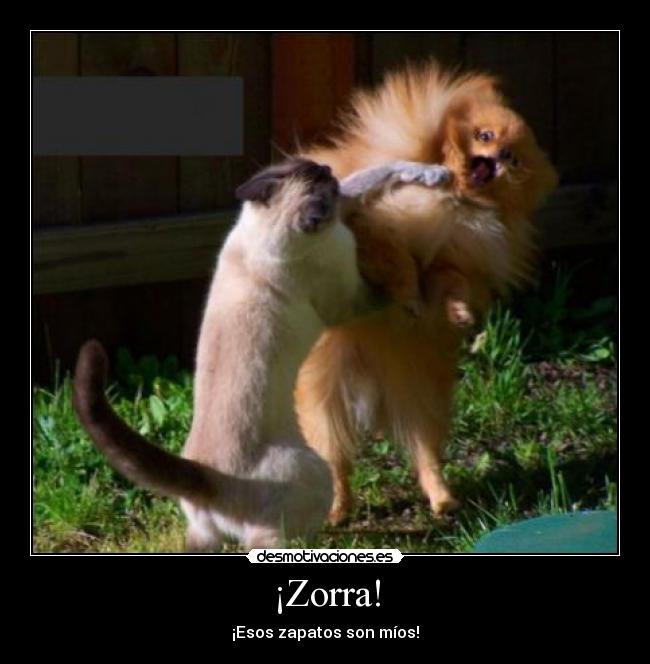 ¡Zorra! - ¡Esos zapatos son míos!