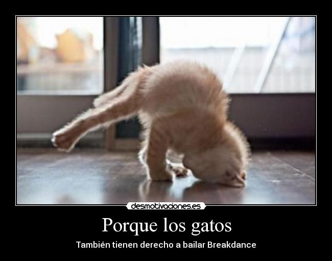 Porque los gatos - También tienen derecho a bailar Breakdance