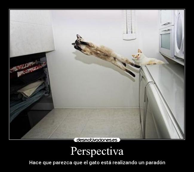 Perspectiva - Hace que parezca que el gato está realizando un paradón