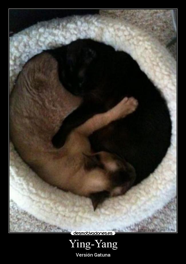 Ying-Yang - Versión Gatuna