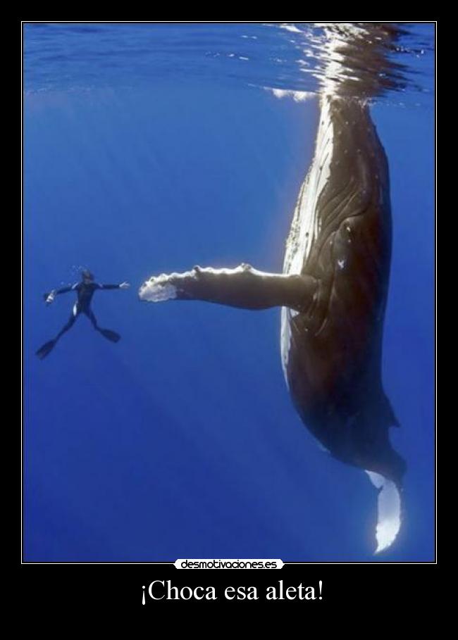 ¡Choca esa aleta! -