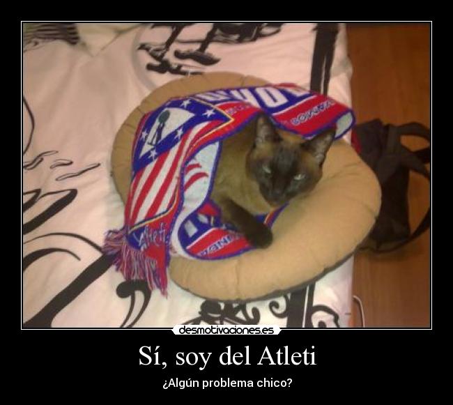 carteles gato atleti desmotivaciones