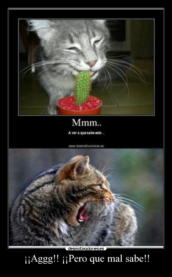 ¡¡Aggg!! ¡¡Pero que mal sabe!! - 