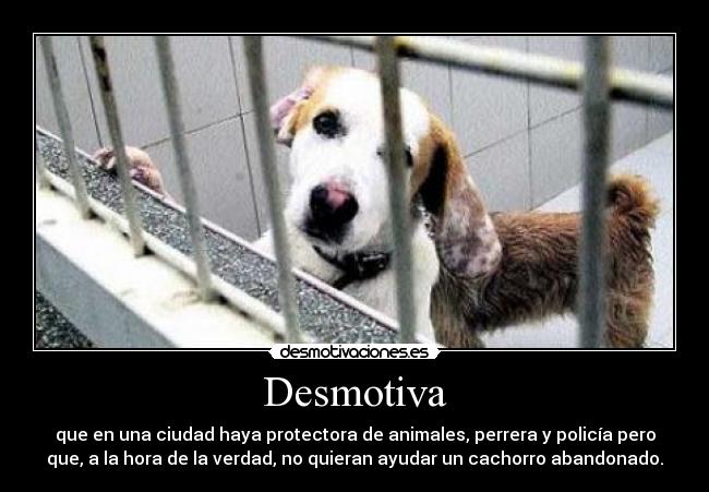 Desmotiva - que en una ciudad haya protectora de animales, perrera y policía pero
que, a la hora de la verdad, no quieran ayudar un cachorro abandonado.
