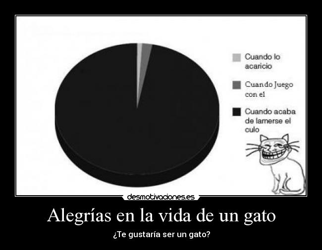 Alegrías en la vida de un gato - 