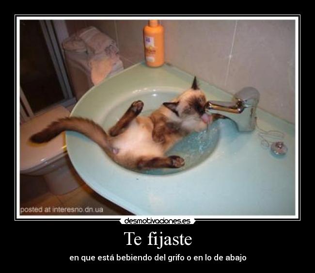 Te fijaste - en que está bebiendo del grifo o en lo de abajo