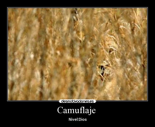 Camuflaje - Nivel:Dios