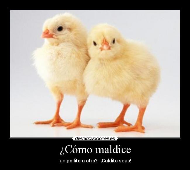 ¿Cómo maldice - un pollito a otro? -¡Caldito seas!