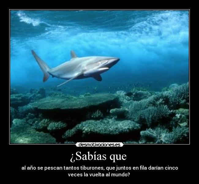¿Sabías que  - al año se pescan tantos tiburones, que juntos en fila darían cinco
veces la vuelta al mundo? 