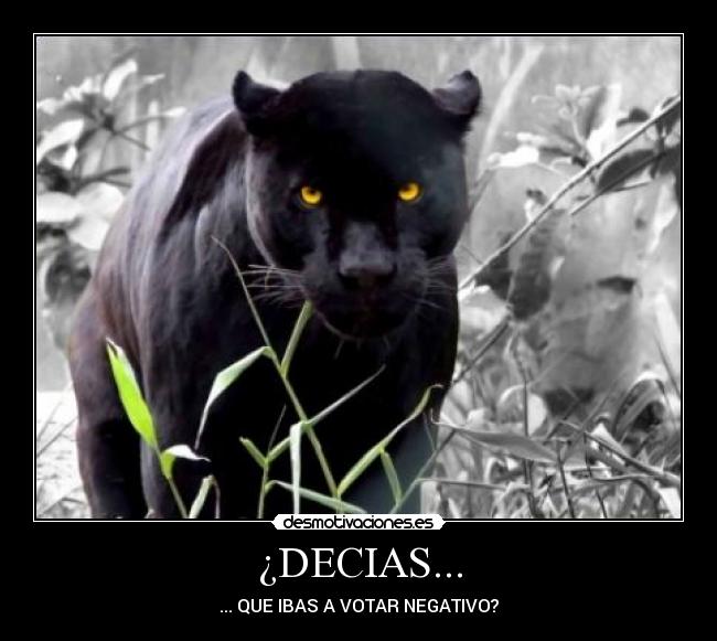 carteles gato desmotivaciones