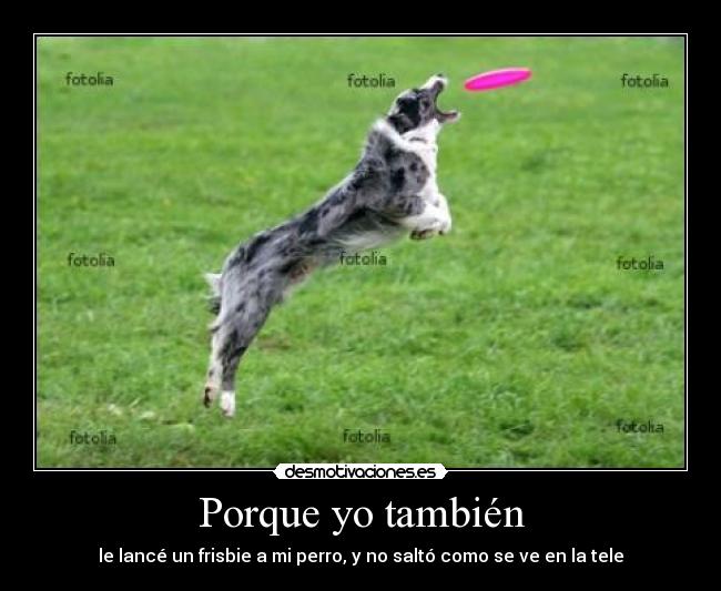 Porque yo también - le lancé un frisbie a mi perro, y no saltó como se ve en la tele