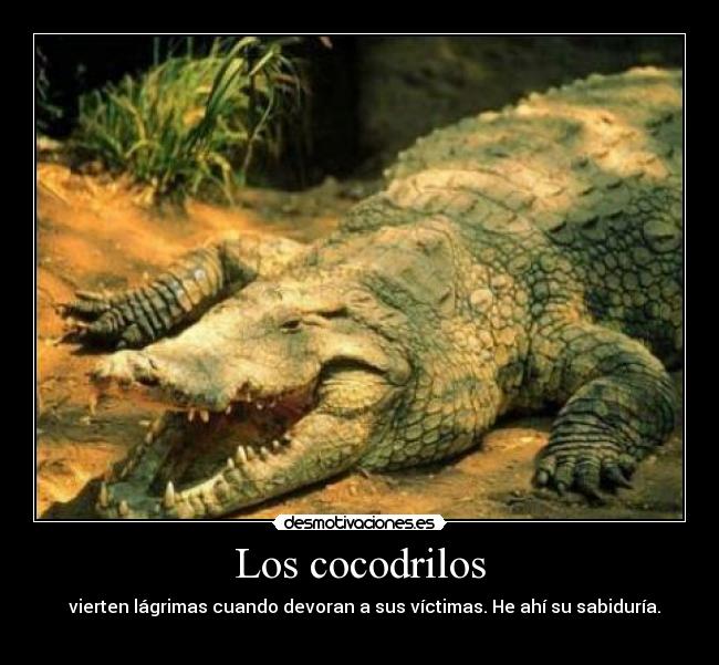 carteles cocodrilos desmotivaciones