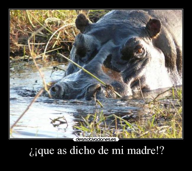 ¿¡que as dicho de mi madre!? - 