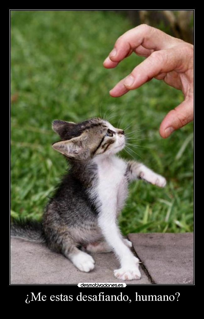 ¿Me estas desafiando, humano? -