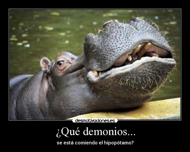 ¿Qué demonios... - se está comiendo el hipopótamo?