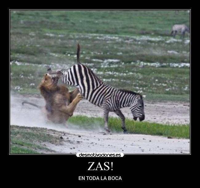 ZAS! - 