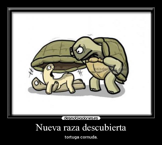 Nueva raza descubierta - tortuga cornuda.