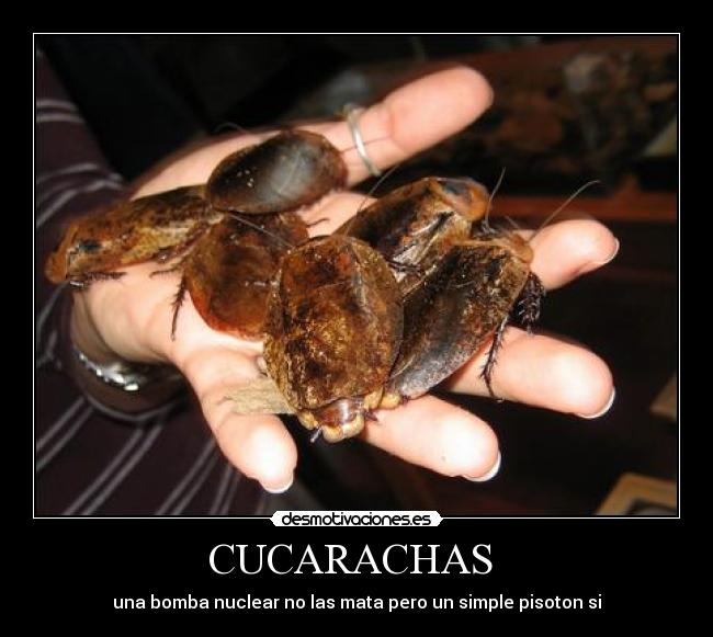 CUCARACHAS  - una bomba nuclear no las mata pero un simple pisoton si