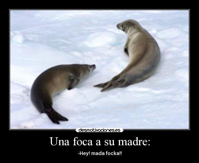 Una foca a su madre: -