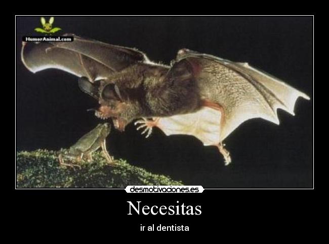 Necesitas - 