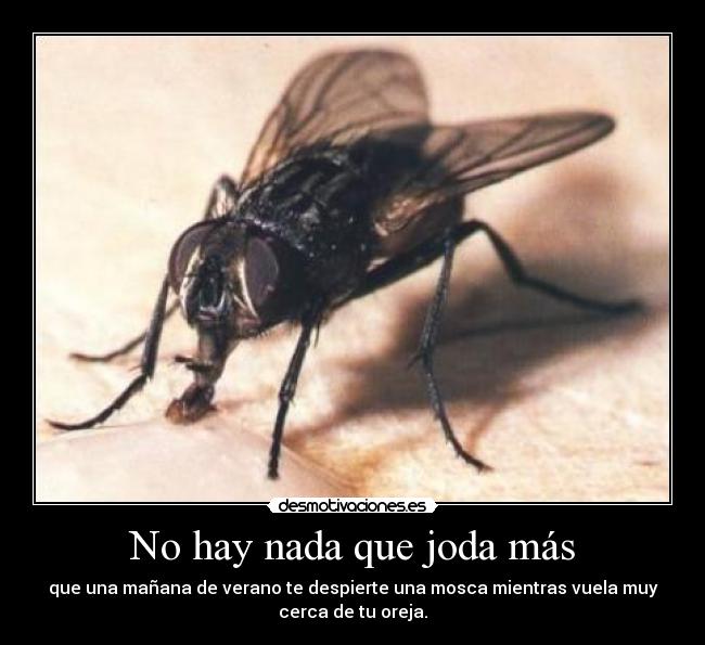 carteles mosca desmotivaciones