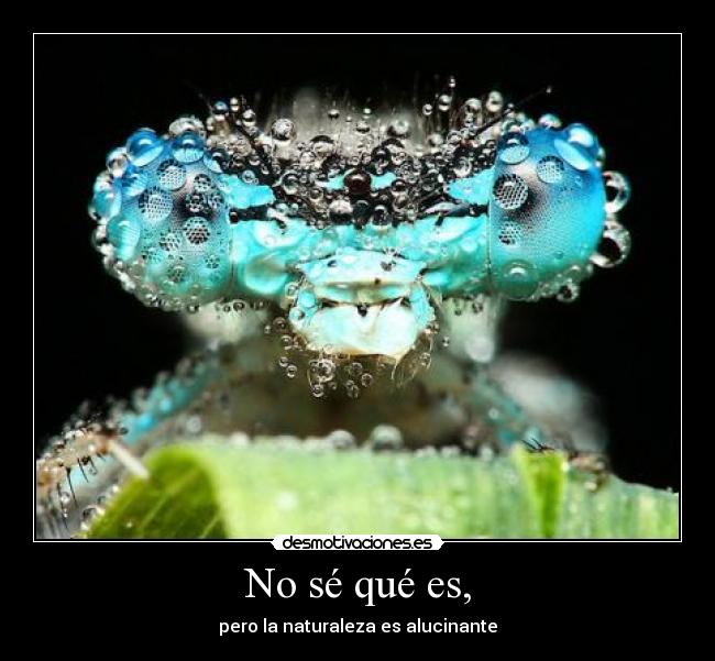 No sé qué es, - pero la naturaleza es alucinante