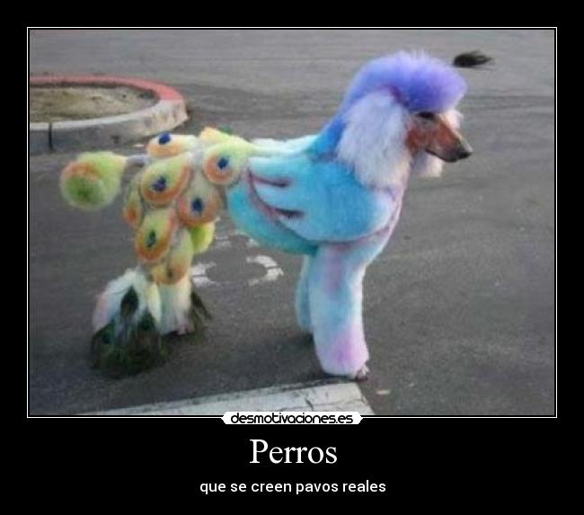 carteles perro desmotivaciones