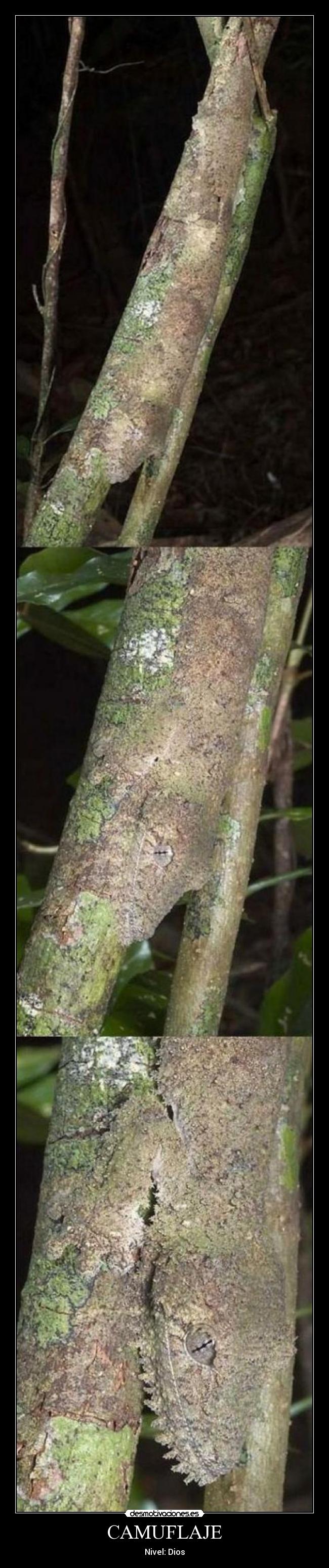 CAMUFLAJE - Nivel: Dios