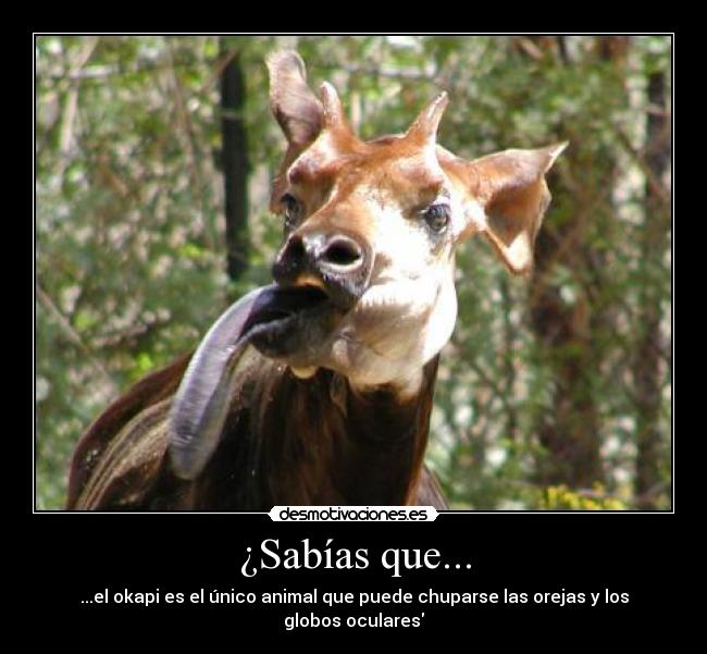 ¿Sabías que... - ...el okapi es el único animal que puede chuparse las orejas y los globos oculares