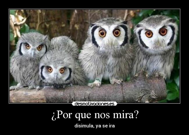 ¿Por que nos mira? - 