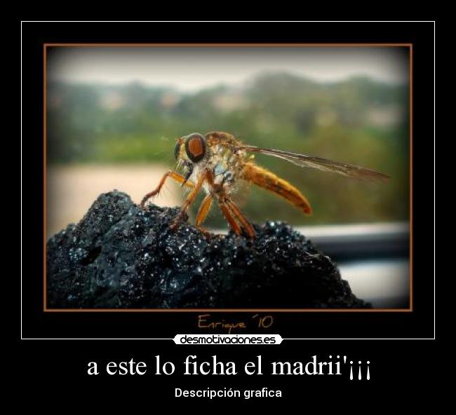 a este lo ficha el madrii¡¡¡ -