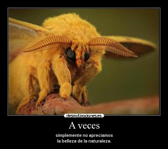 A veces - 