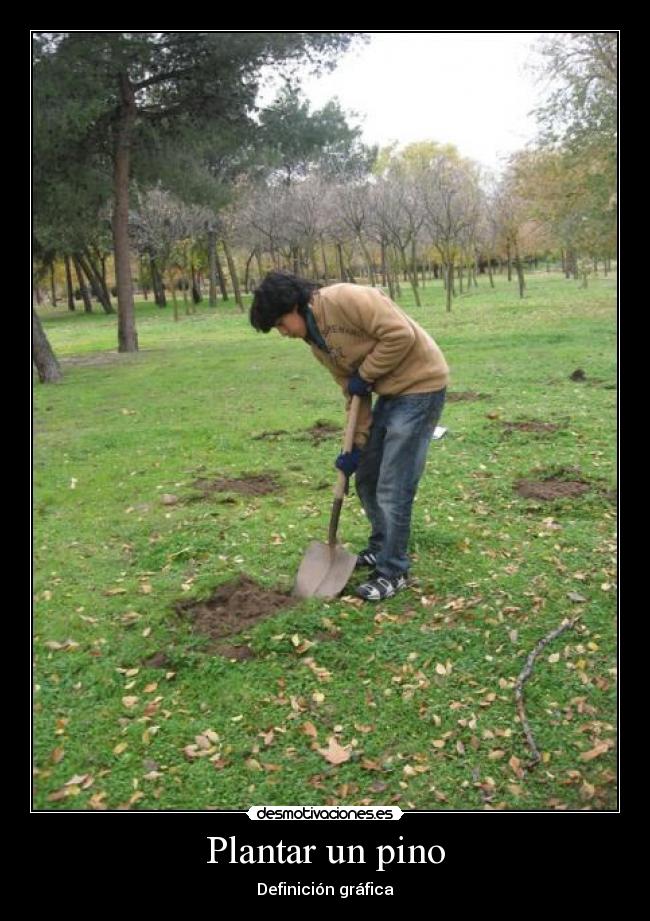 Plantar un pino - Definición gráfica