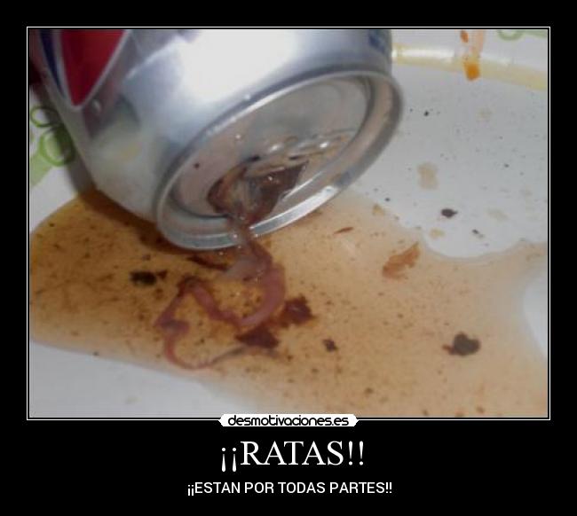 ¡¡RATAS!! - ¡¡ESTAN POR TODAS PARTES!!
