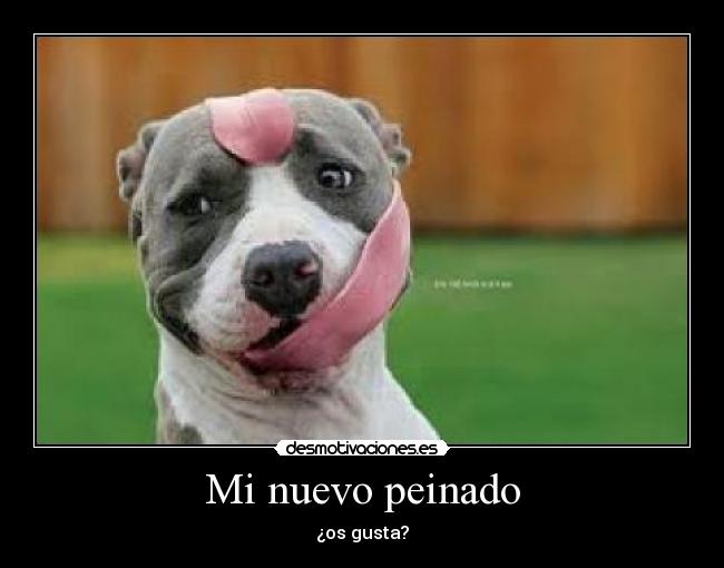 Mi nuevo peinado - ¿os gusta?