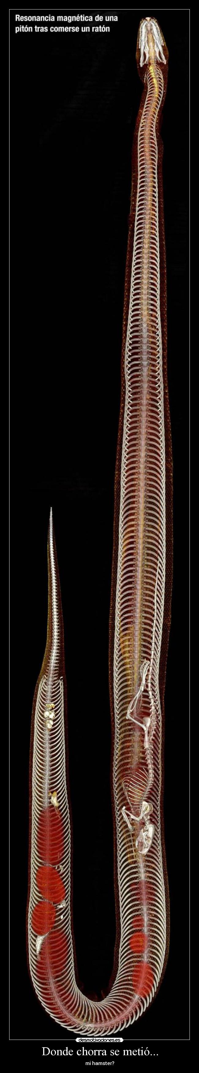 Donde chorra se metió... - mi hamster?