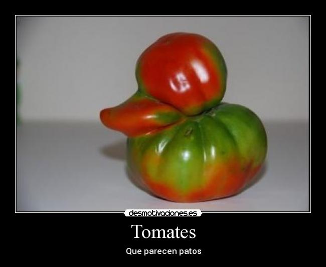 Tomates -