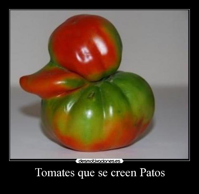 Tomates que se creen Patos -
