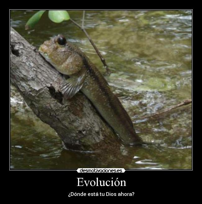 carteles pez tierra desmotivaciones