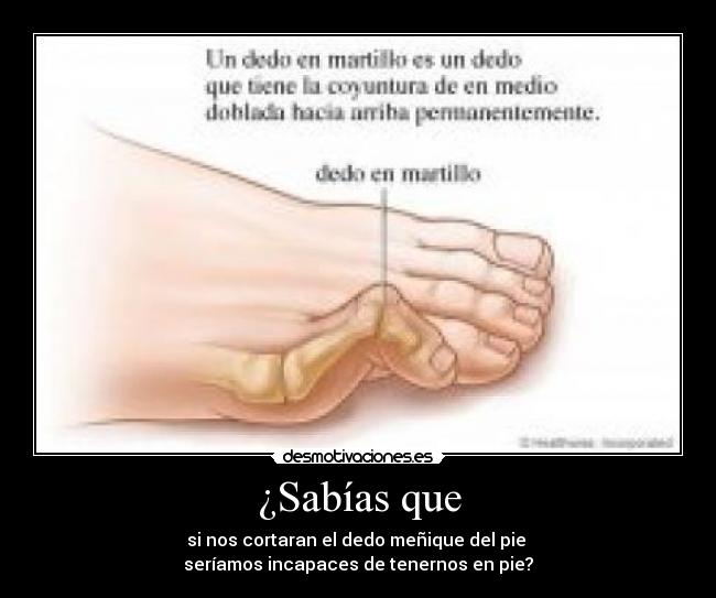 ¿Sabías que - si nos cortaran el dedo meñique del pie
seríamos incapaces de tenernos en pie?