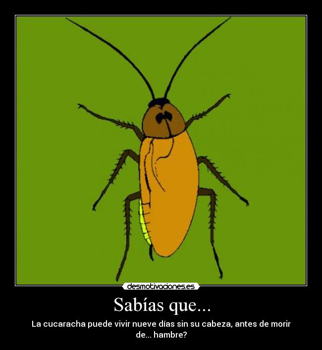 Sabías que... - La cucaracha puede vivir nueve días sin su cabeza, antes de morir de... hambre?