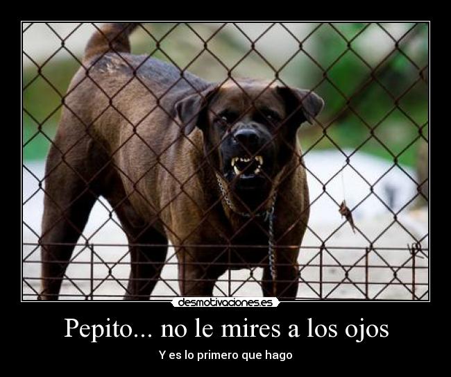 Pepito... no le mires a los ojos - Y es lo primero que hago