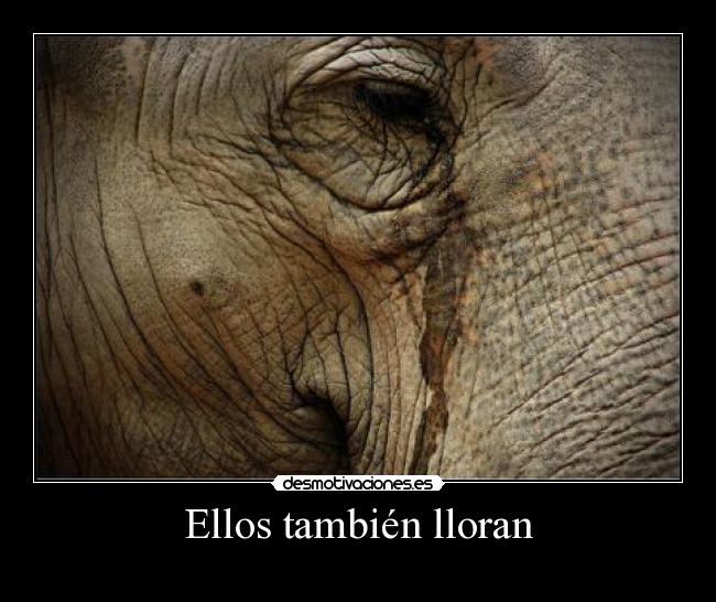 carteles animales desmotivaciones