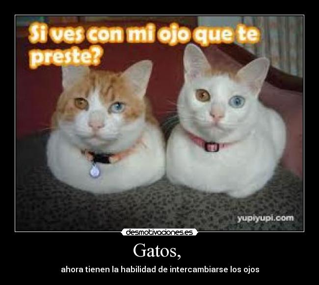 Gatos, -