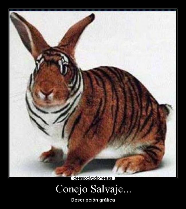 Conejo Salvaje... - 