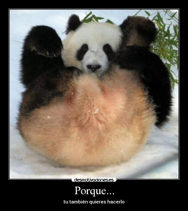 Porque... -