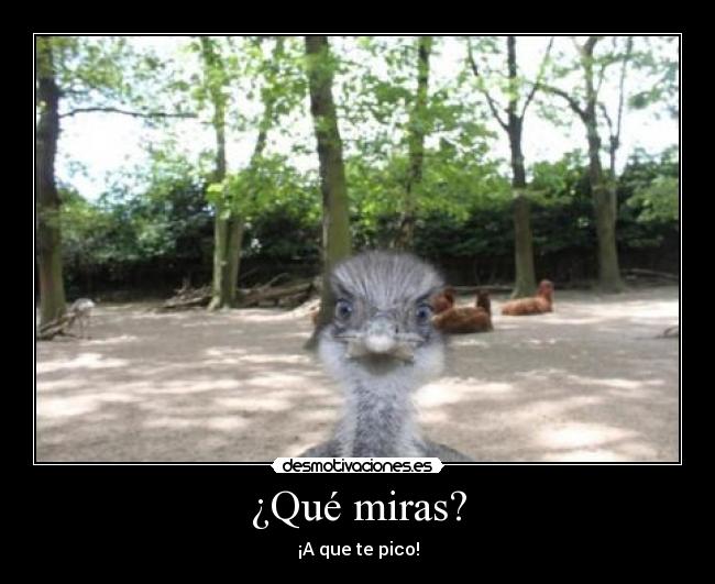 ¿Qué miras? - ¡A que te pico!