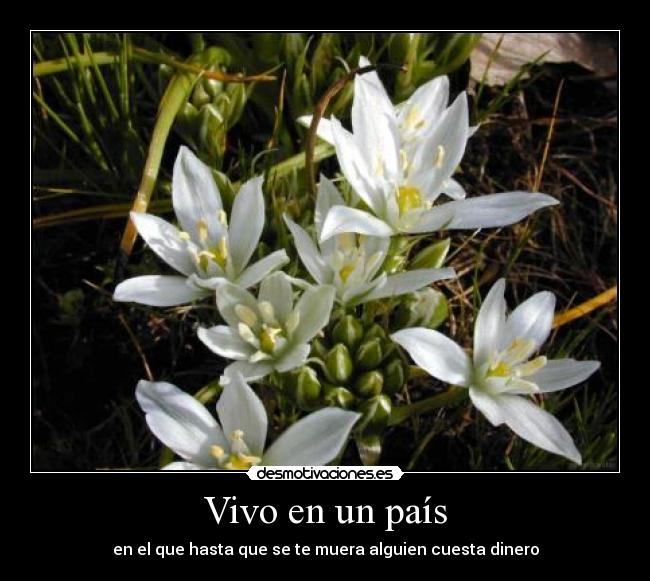 Vivo en un país - en el que hasta que se te muera alguien cuesta dinero