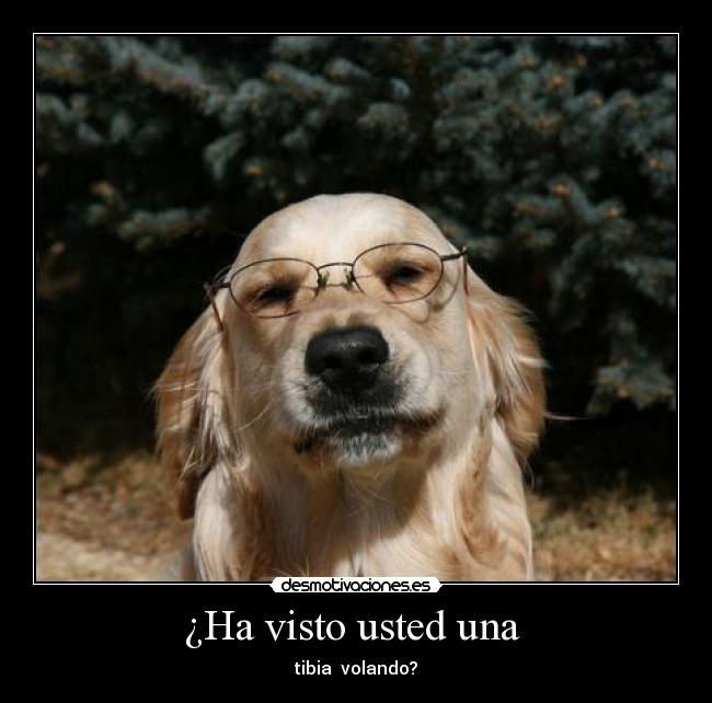 ¿Ha visto usted una - tibia volando?