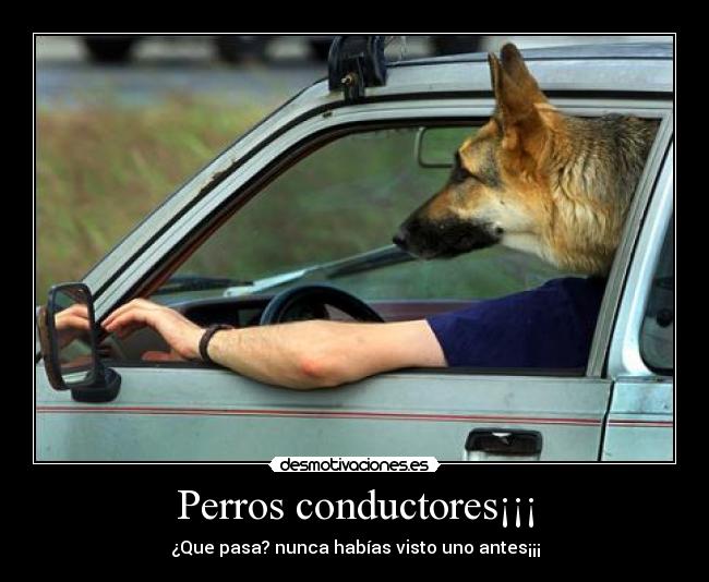 Perros conductores¡¡¡ - ¿Que pasa? nunca habías visto uno antes¡¡¡